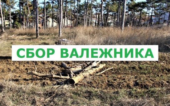 Заготовка и сбор валежника