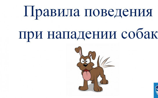 Как действовать при угрозе нападения собаки